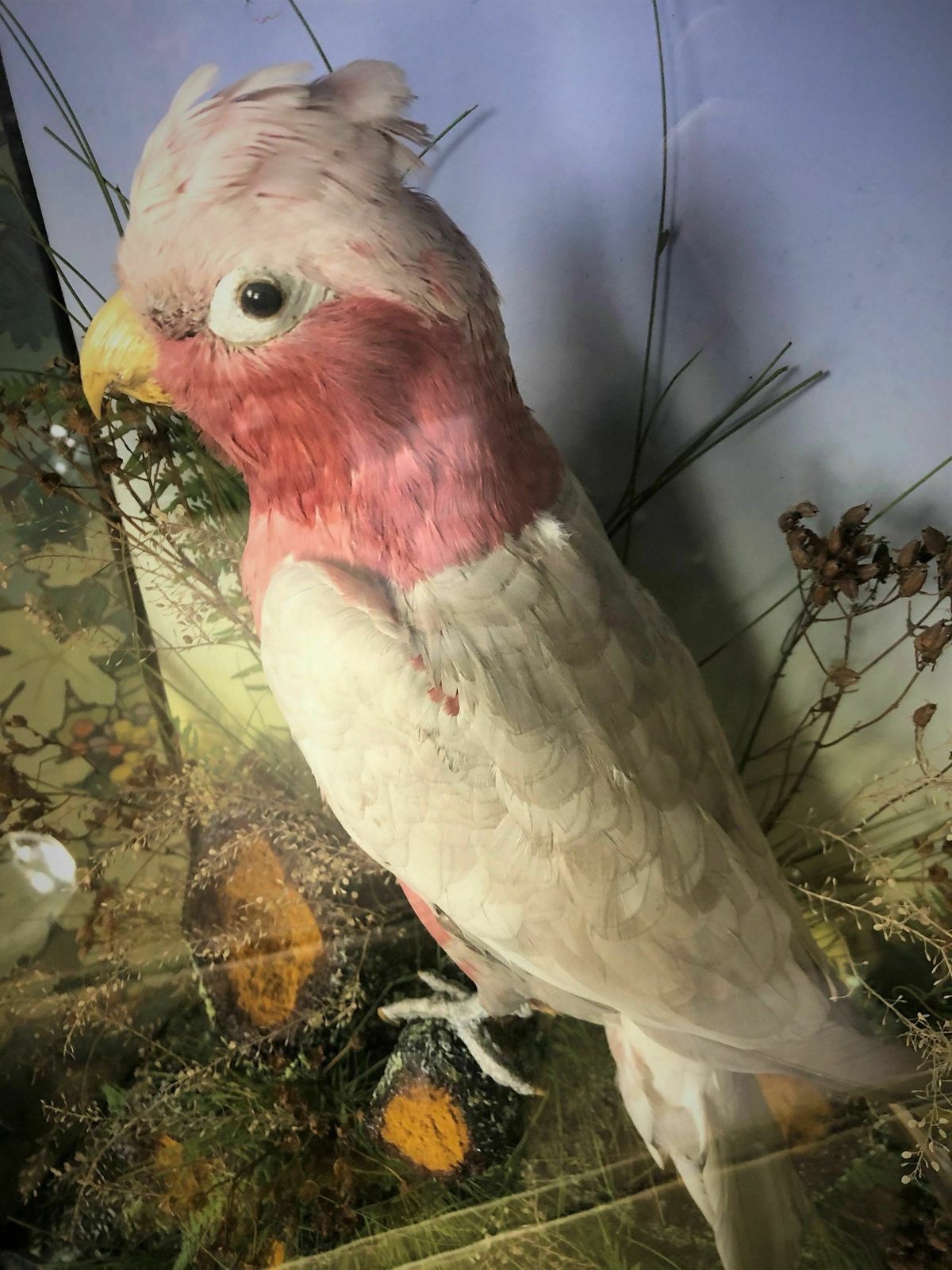 Antique Taxidermy Bird   Galah    In Glass Display Case With Scene photo Home Decor