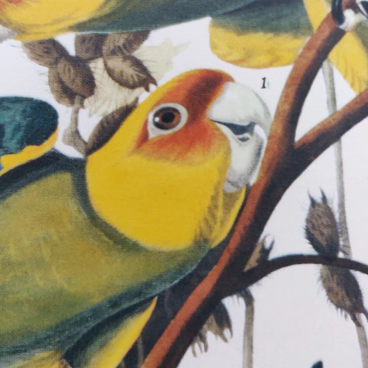 Mid 20th Century 1964 Print "Carolina Parrot" By John James Audubon photo 60.0