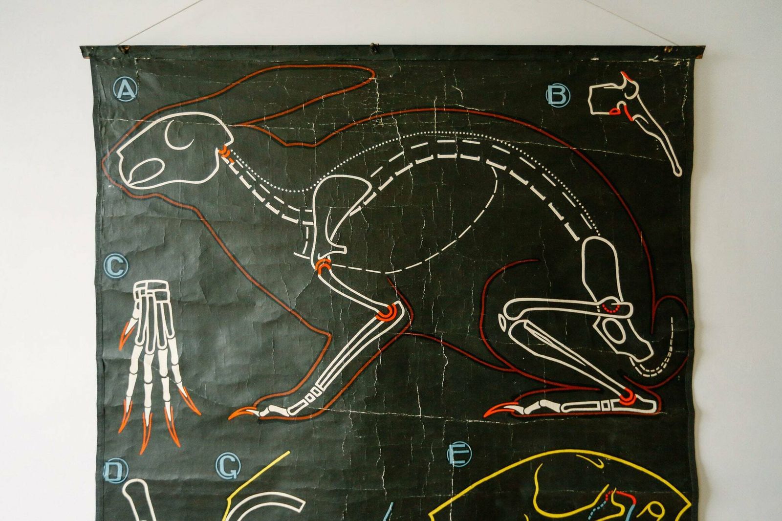 Original Zoological Vintage French School Chalk Wall Chart Rabbit Zoology Beautiful Rare DR Auzoux Sougy photo furniture