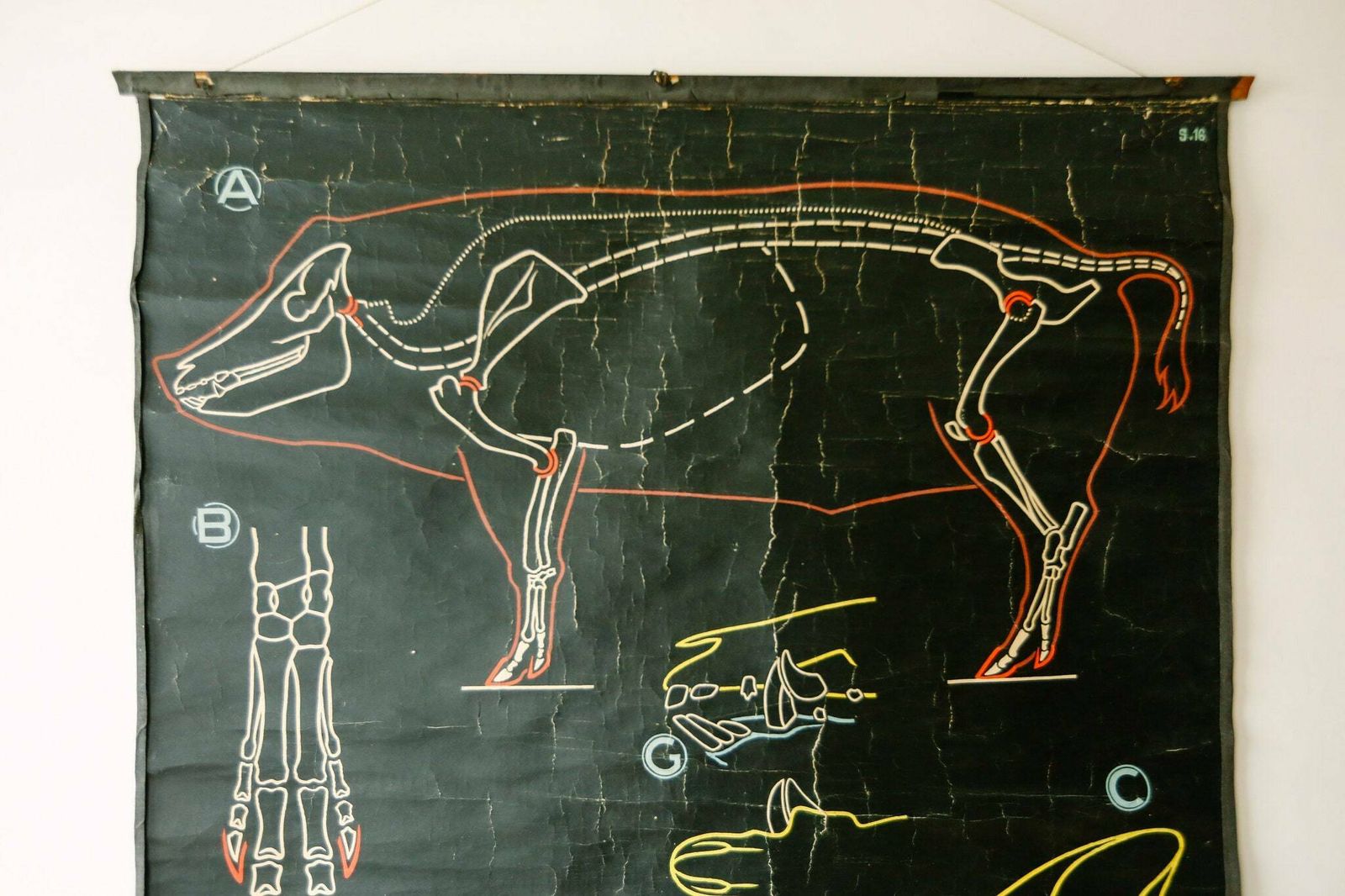 Original Zoological Vintage French School Chalk Wall Chart Pig Zoology Beautiful Rare DR Auzoux Sougy photo furniture