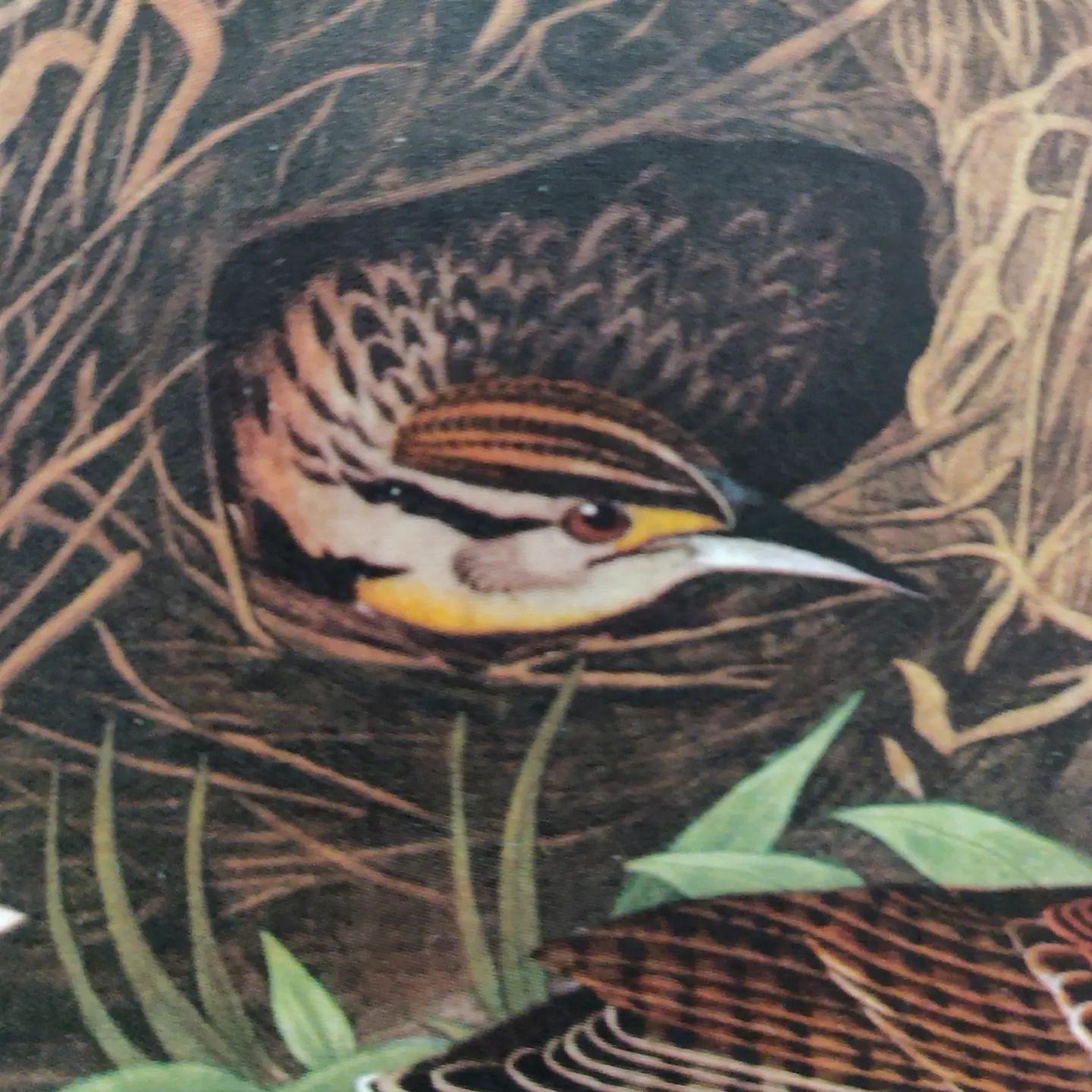 Mid 20th Century 1964 Print "Meadow Lark" By John James Audubon photo for sale