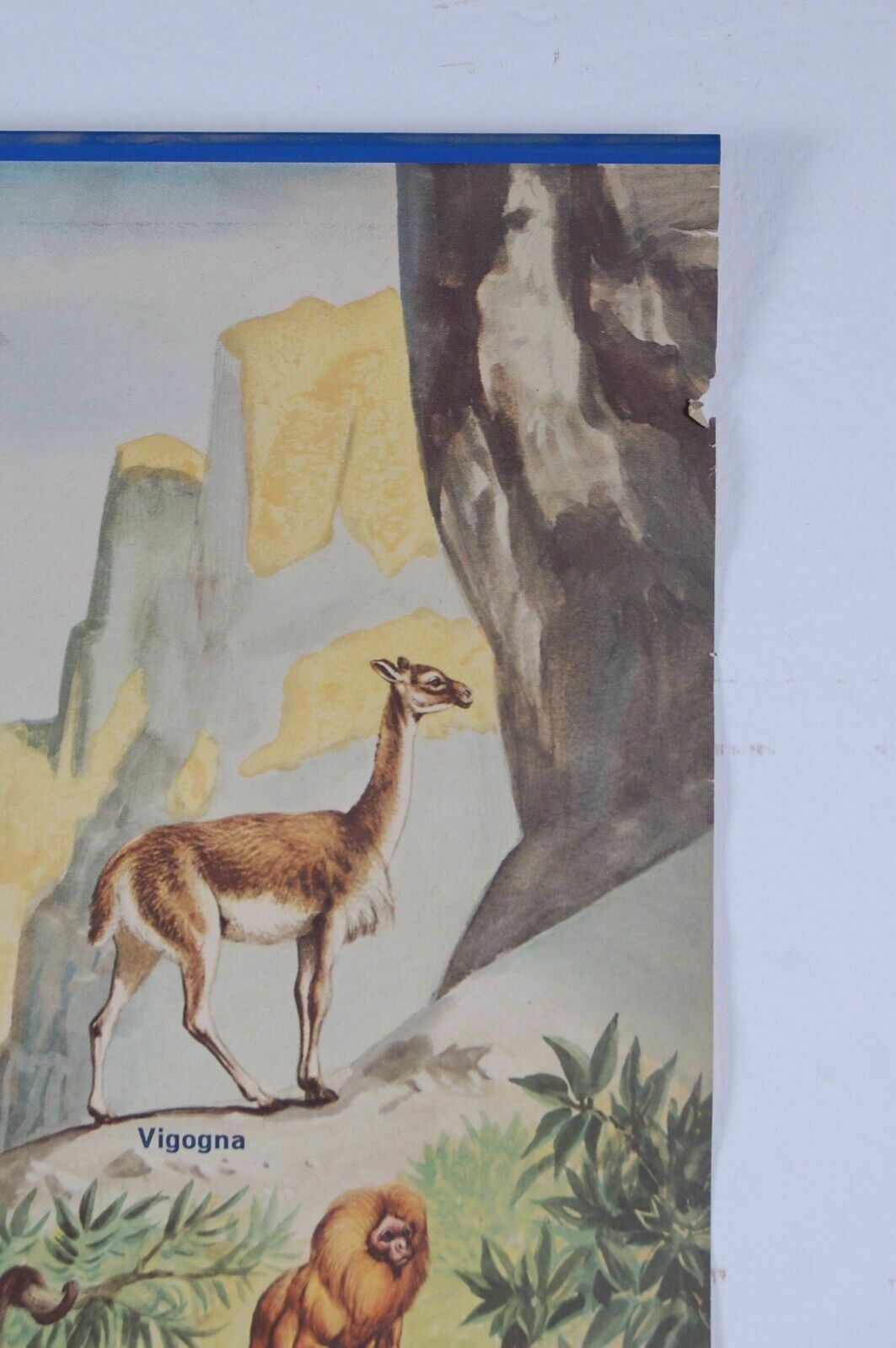 Animals To Be Saved2 Poster Cariplo Vintage Educational School Poster From The 70s photo Art