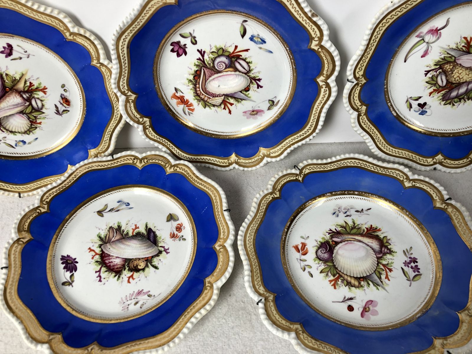 A Beautiful Set Of Five Cabinet Plates Hand Painted With Shells. Extremely Rare