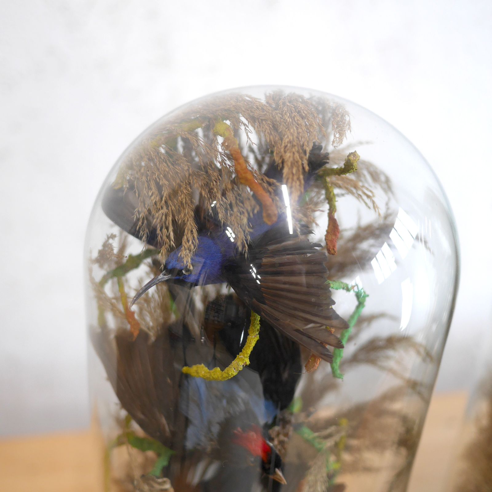 photo for sale Pair Antique Taxidermy Exotic Birds In Glass Dome Naturalistic Setting