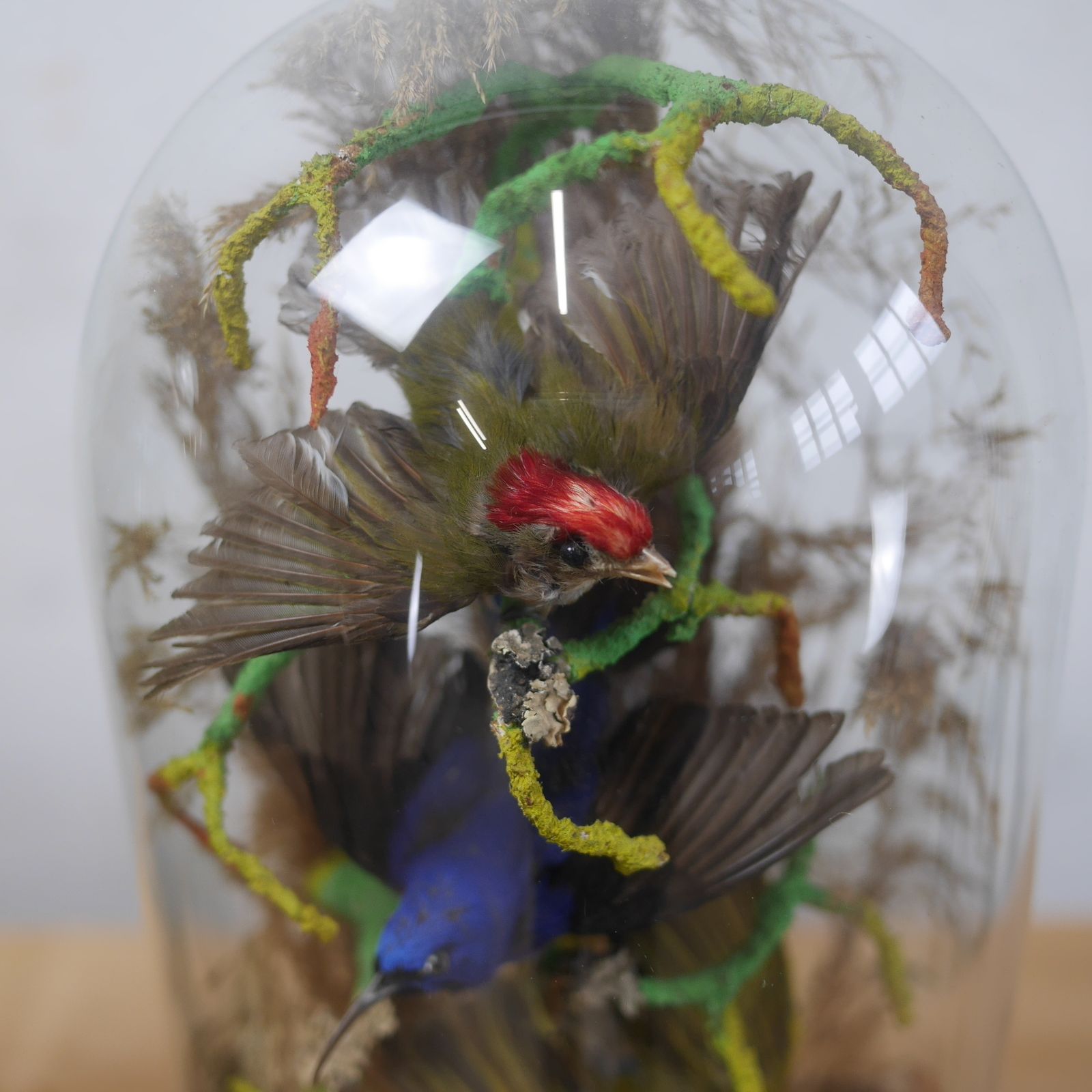 Pair Antique Taxidermy Exotic Birds In Glass Dome Naturalistic Setting photo Home Decor
