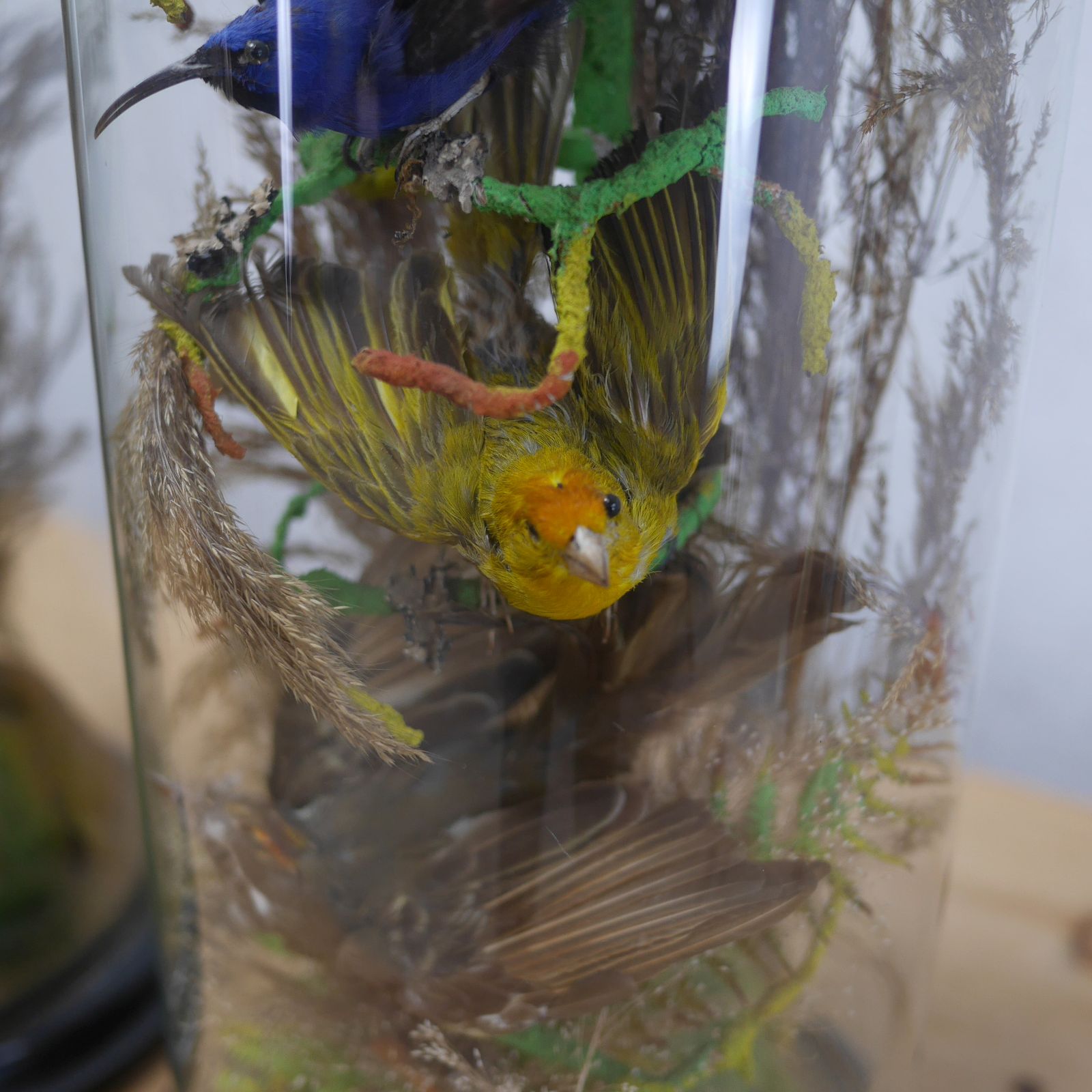 Pair Antique Taxidermy Exotic Birds In Glass Dome Naturalistic Setting photo vintage