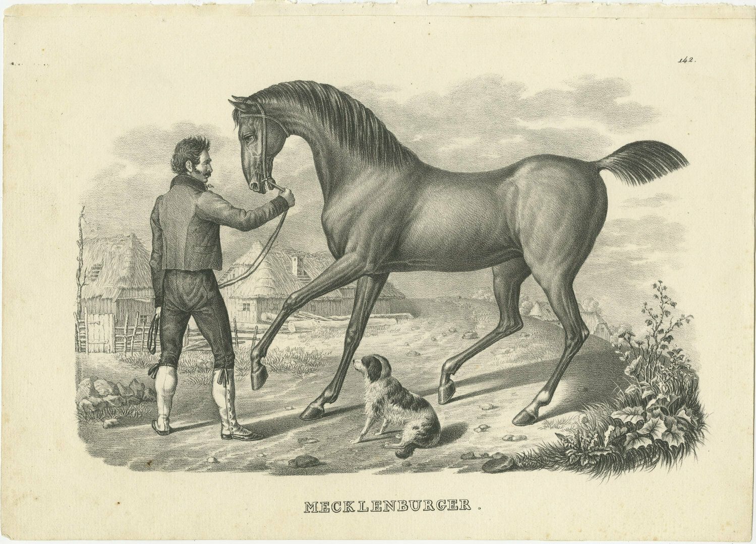 Authentic Antique Print Of A Mecklenburg Horse