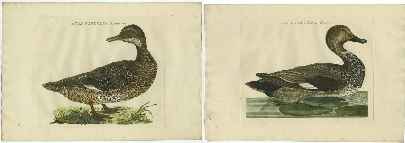 Set Of Two Antique Bird Prints Male And Female Gadwall Duck 'Anas Strepera'