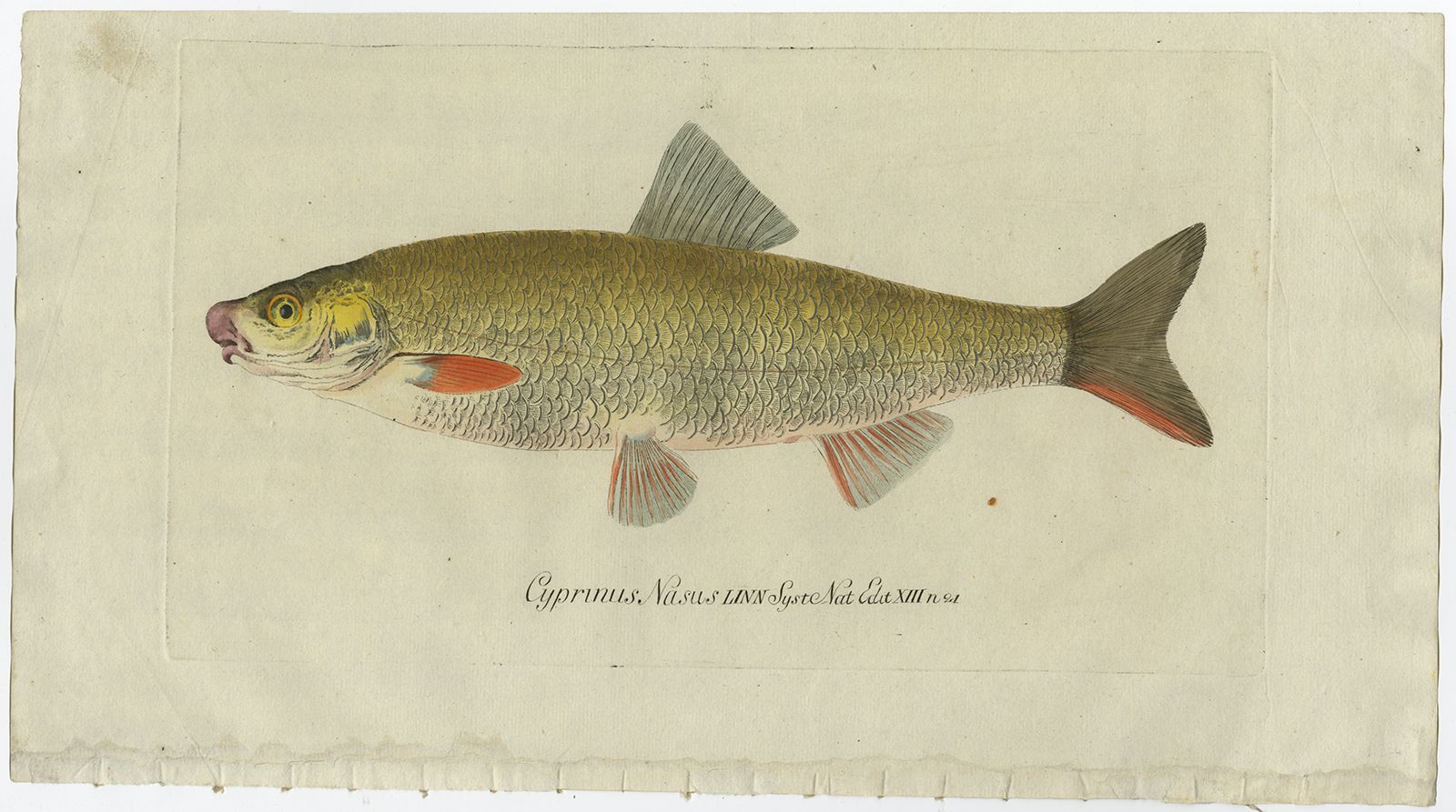 Antique Fish Print Of A Nose Carp 'Cyprinus Nasus'