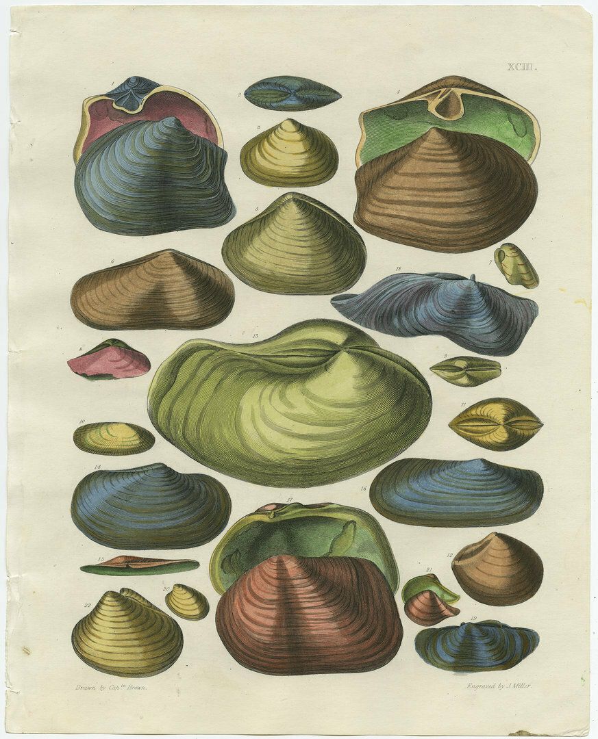 Set Of 2 Original Antique Prints Of Various Shells photo for sale
