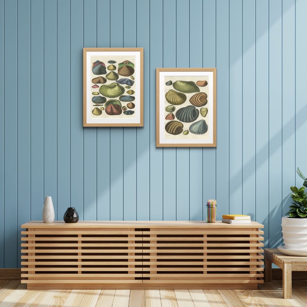 Set Of 2 Original Antique Prints Of Various Shells photo Art