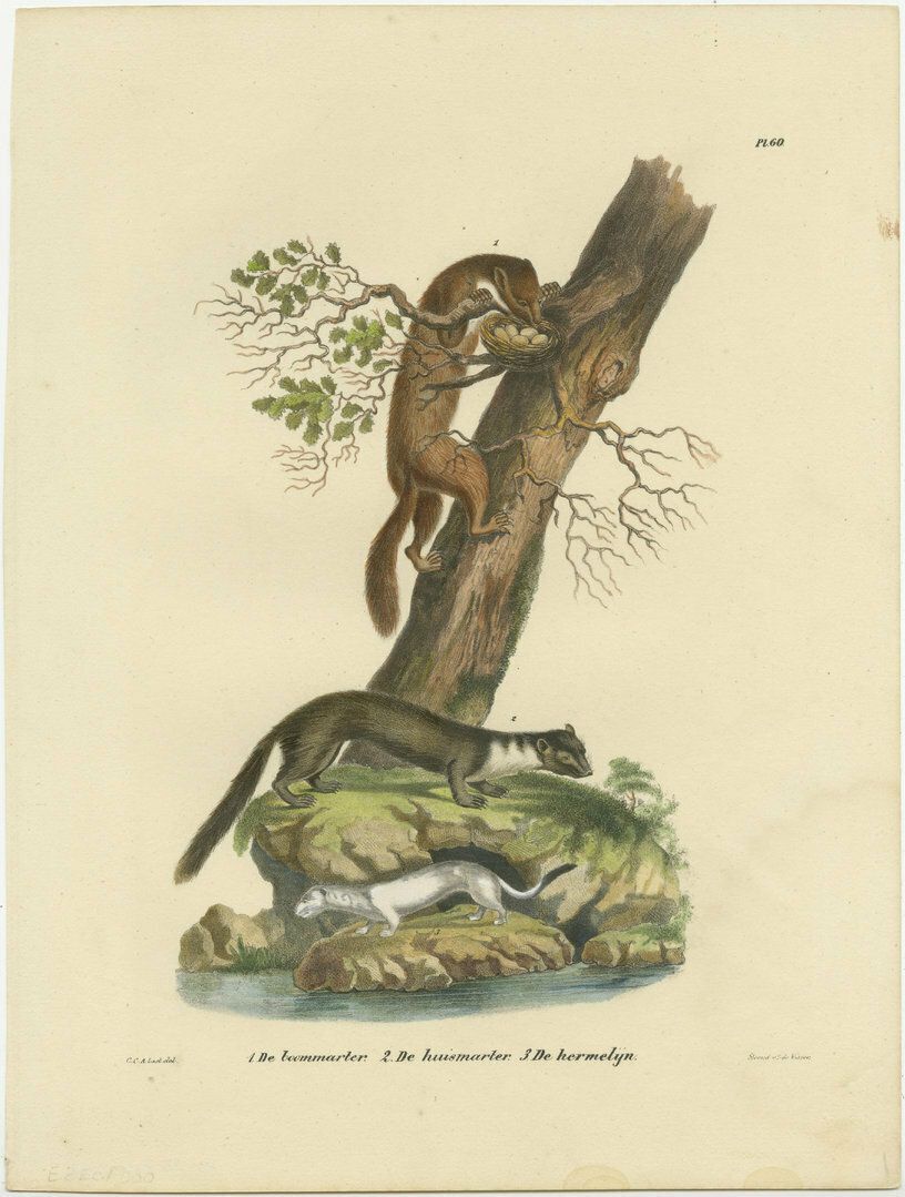 Antique Print Of A European Pine Marter, Marten And Stoat