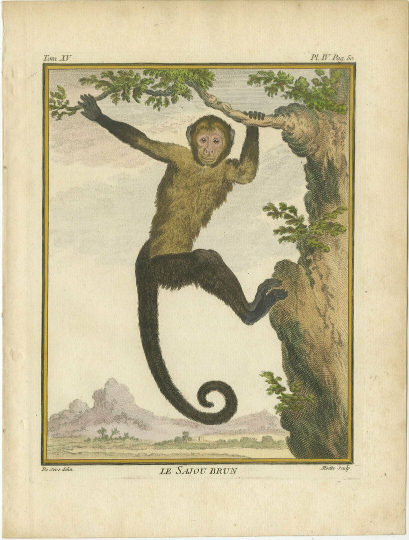 Set Of 3 Antique Monkey Prints, Capuchin Species, Spider Monkey photo furniture