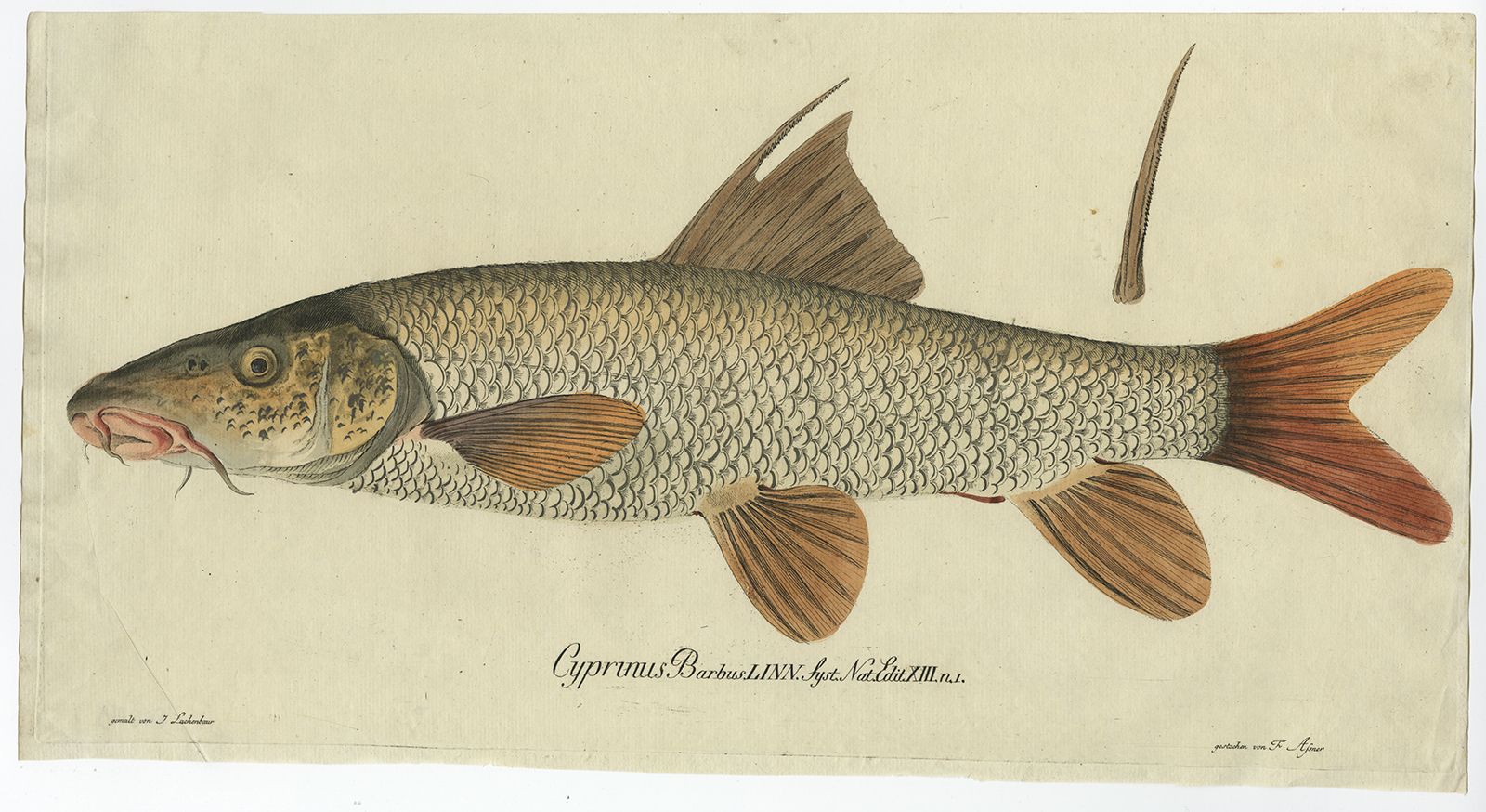 Antique Fish Print Of A Common Barbel 'Cyprinus Barbus'