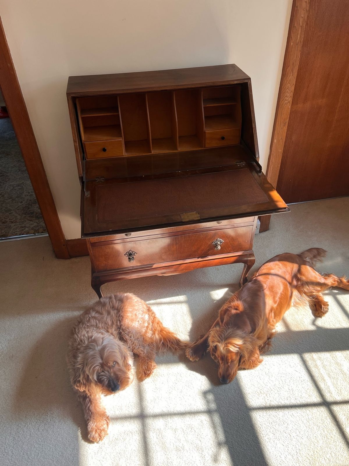 Antique Walnut Burr Bureau, 1800s photo vinterior