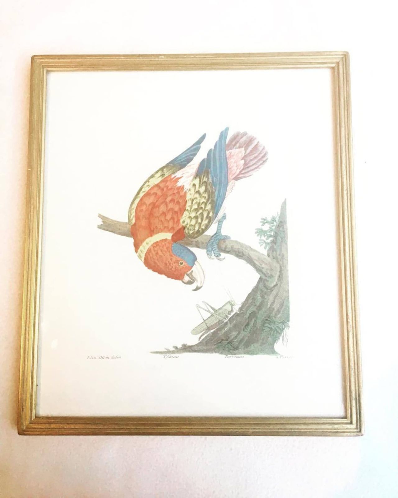 Vintage Framed Parrot Print, Tropical Decor Bird Art Print, Bird Prints, Beach Cottage Decor, Print Wall Art, Belgium 1960s, Parrot Art photo 120.0