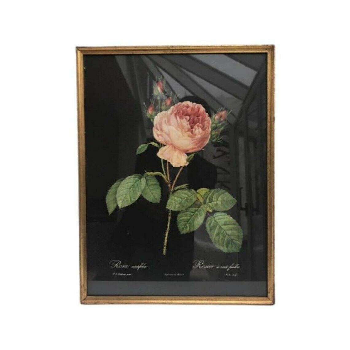 Ingelijste Rozenprint, Vintage Bloemenprint Ca. Jaren 1960, Botanische Rozen Wanddecoratie, Boho Chic, Antieke Roos, Cottage Chic