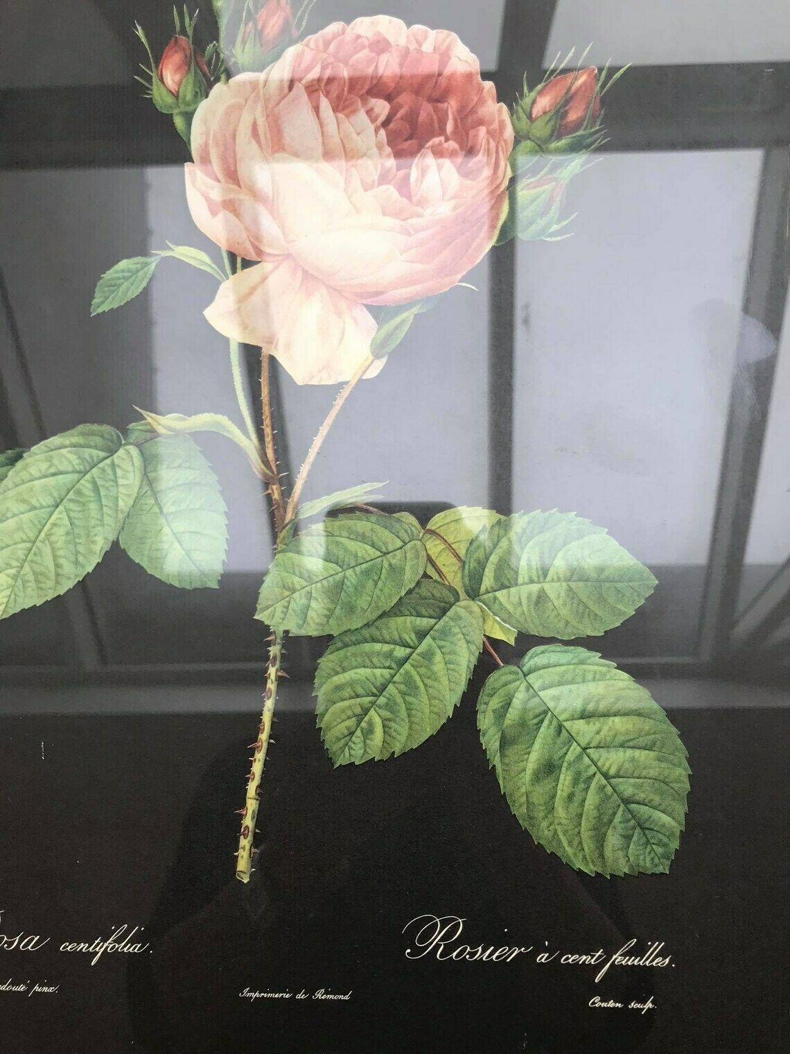photo furniture Roses Framed Print 1960s Vintage Flower Print Botanical Roses Wall Art Boho Chic Decor Antique Rose Cottage Chic Entry