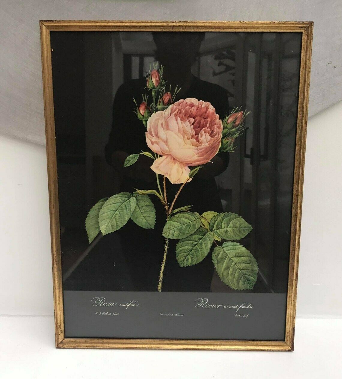 photo for sale Ingelijste Rozenprint, Vintage Bloemenprint Ca. Jaren 1960, Botanische Rozen Wanddecoratie, Boho Chic, Antieke Roos, Cottage Chic