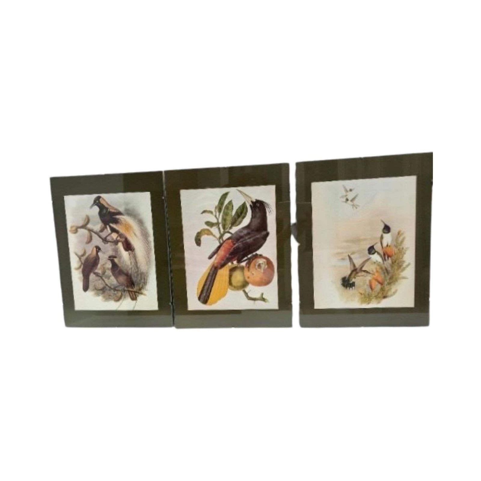 Vintage Bird Wall Art Prints Illustrations Reproductions Collection 1950s Lithographies Ready To Hang Set Of 3 Bird Lover Boho Gift