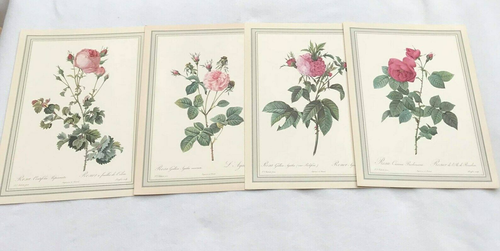 photo for sale Botanical Print Wall Art Roses Set Original 1960s Vintage Rose Antique Rose Prints Set Victorian Art Wall Cottage Chic Green And Pink