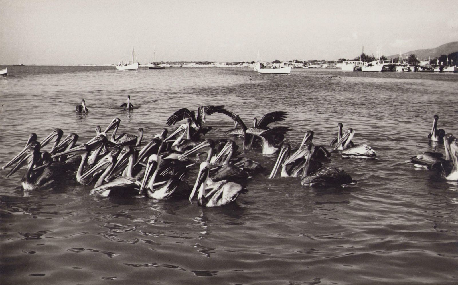 Hanna Seidel Venezuela, Pelicans, Black And White Photograph, 1960s,