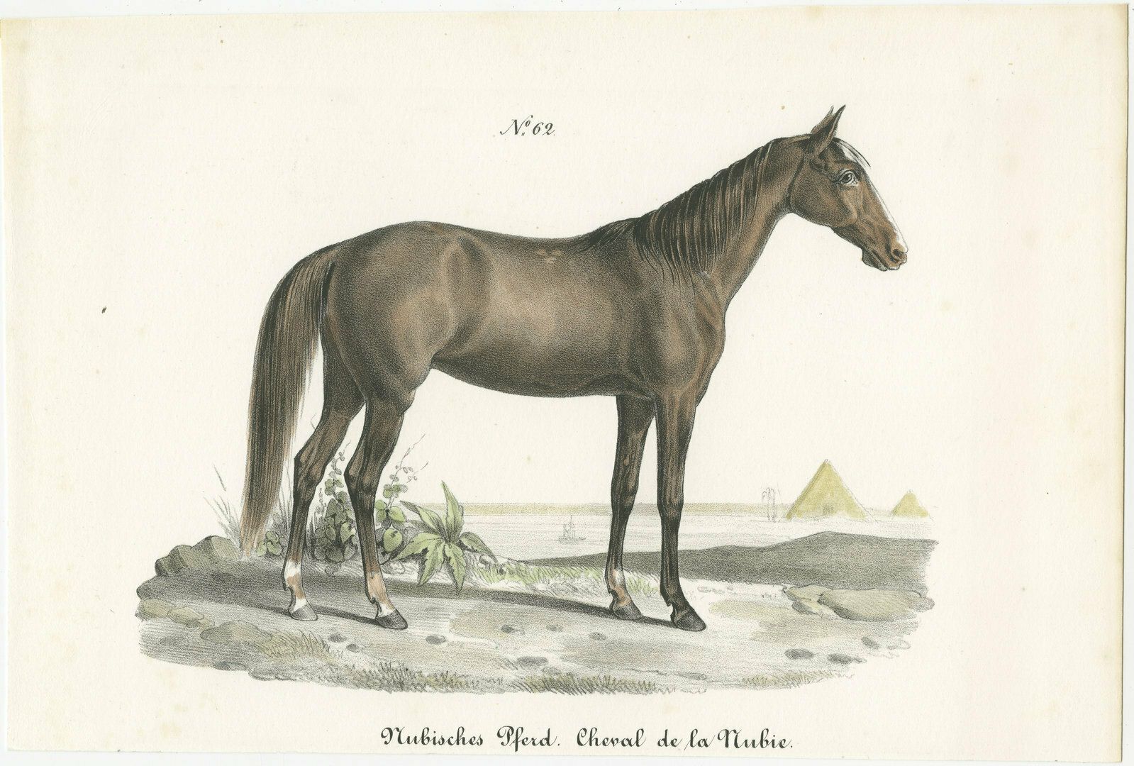 Antique Horse Print Of A Nubian Horse