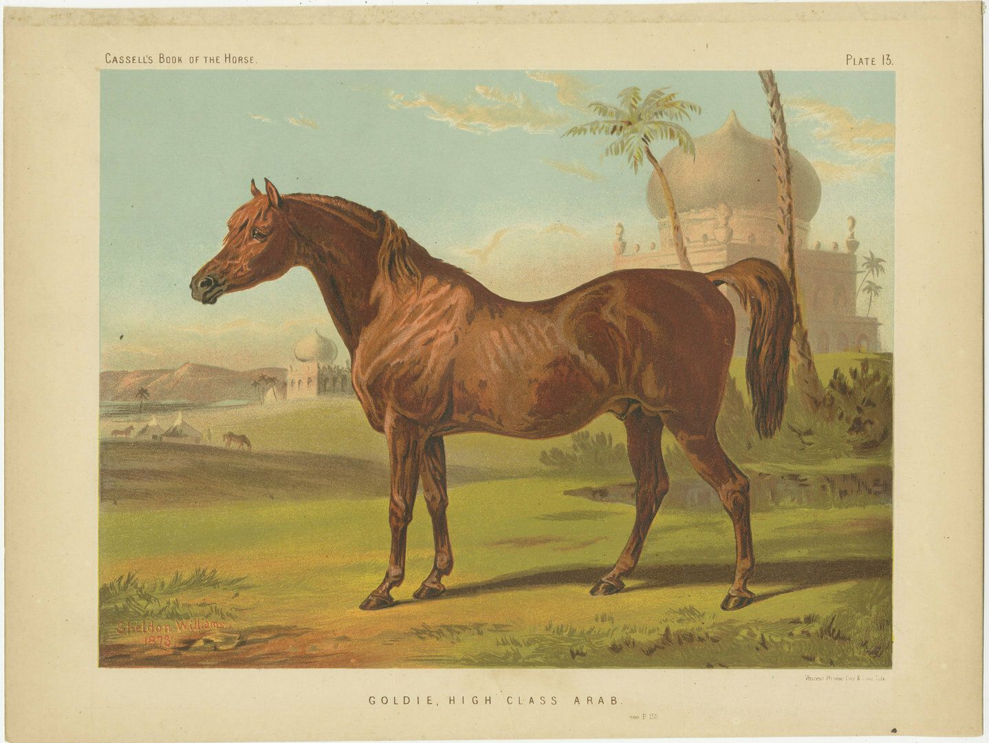 Antique Horse Print Of Goldie, High Class Arab