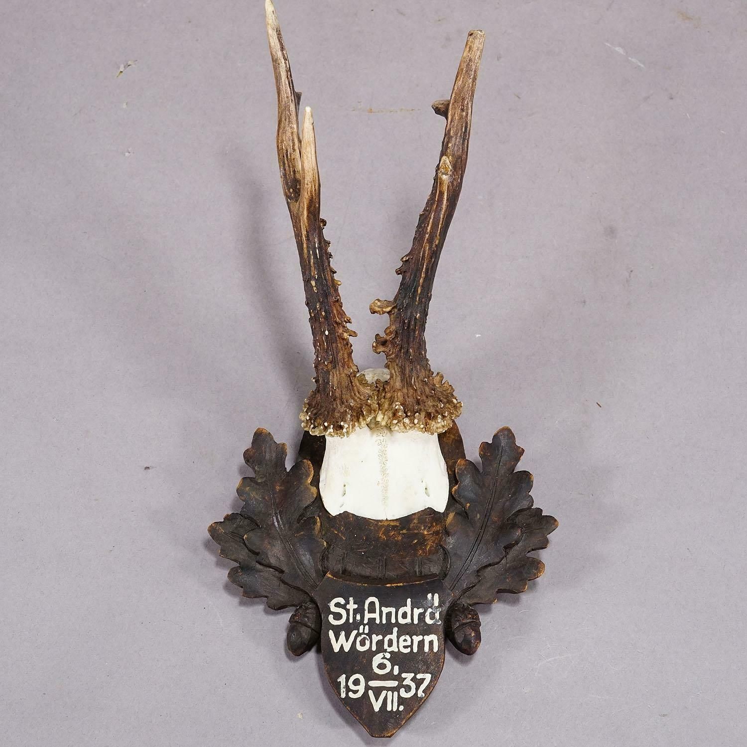 Great Deer Trophy Mount On Wooden Carved Plaque 1937 photo Art
