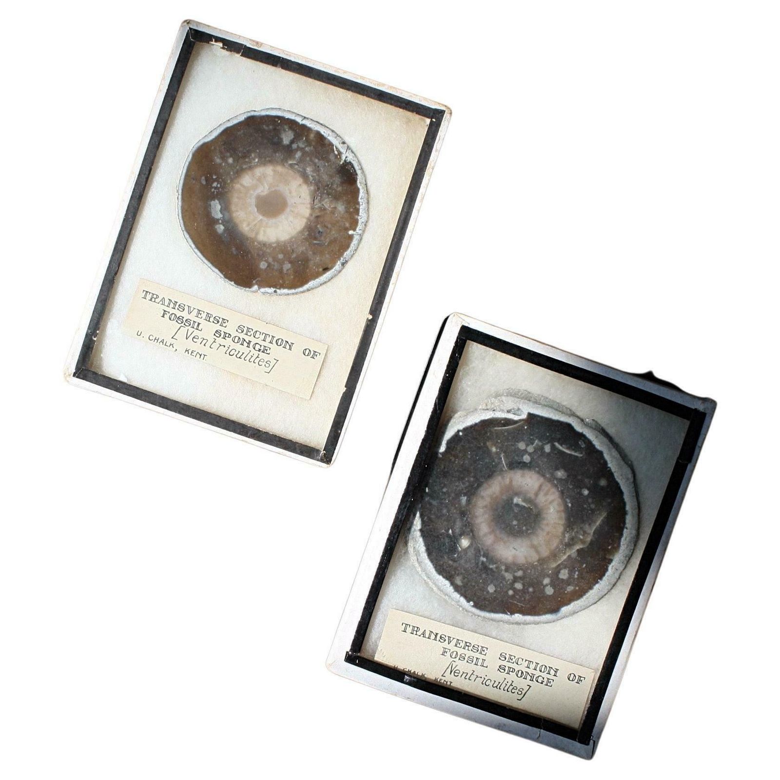 Early 20th C Pair Transverse Section's Of Fossil Sponges Natural History Curio