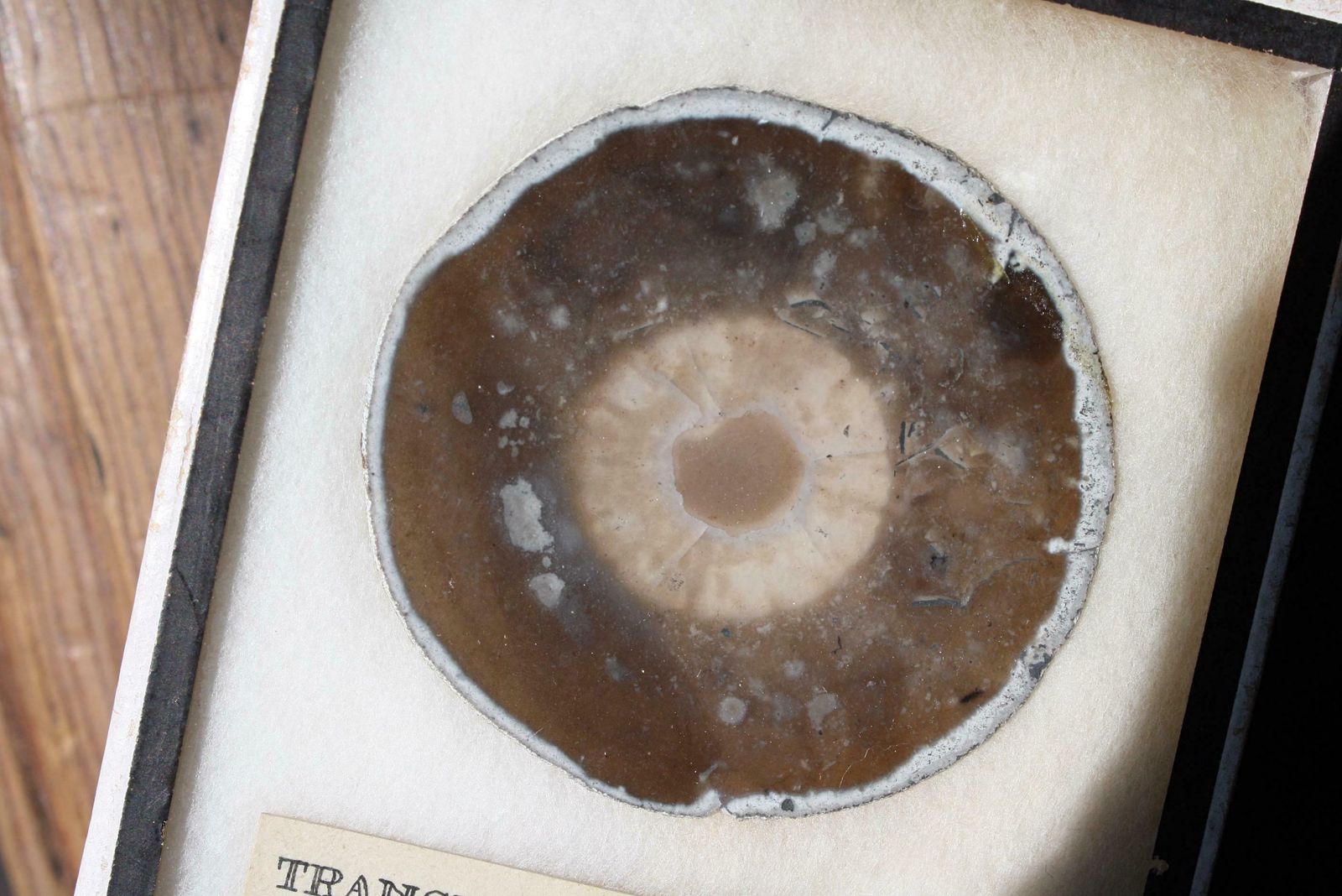 Early 20th C Pair Transverse Section's Of Fossil Sponges Natural History Curio photo Home Decor
