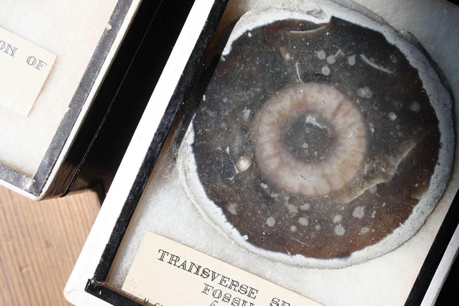Early 20th C Pair Transverse Section's Of Fossil Sponges Natural History Curio photo 795.0