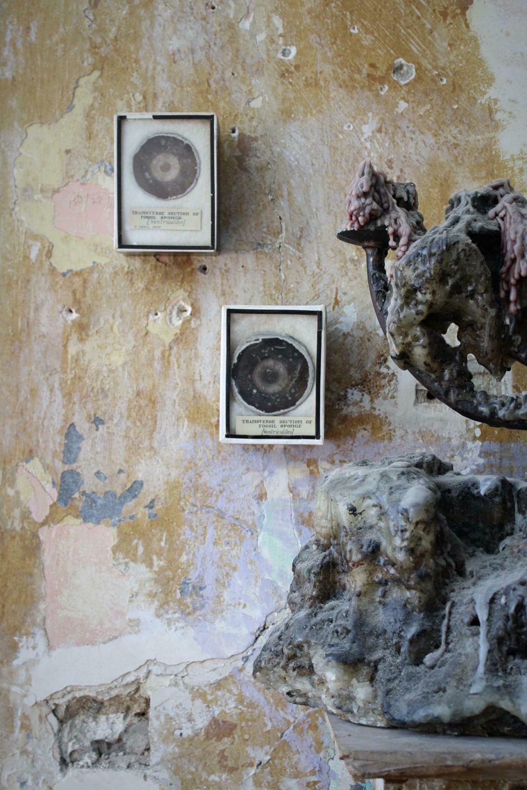 Early 20th C Pair Transverse Section's Of Fossil Sponges Natural History Curio photo vinterior