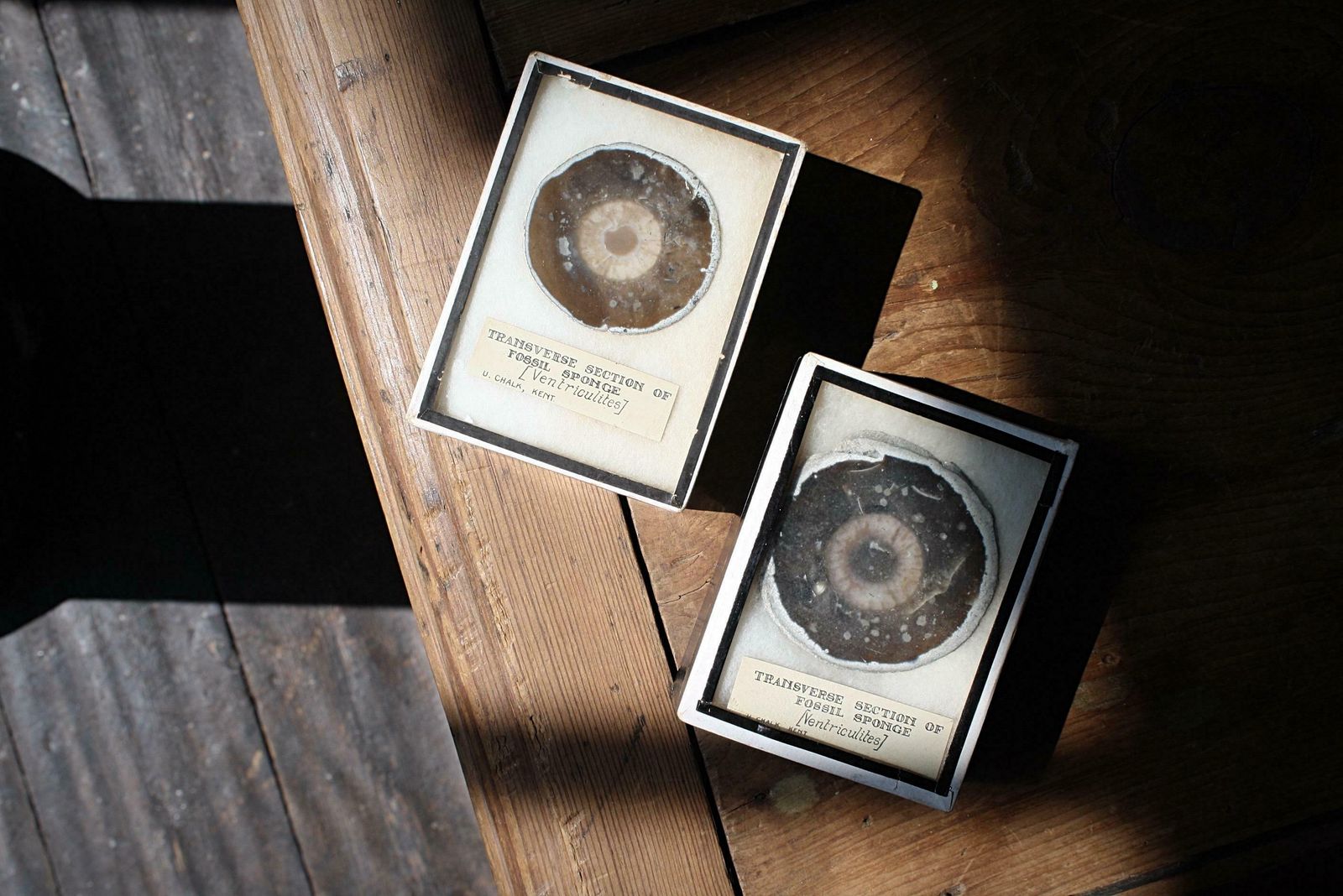 photo for sale Early 20th C Pair Transverse Section's Of Fossil Sponges Natural History Curio