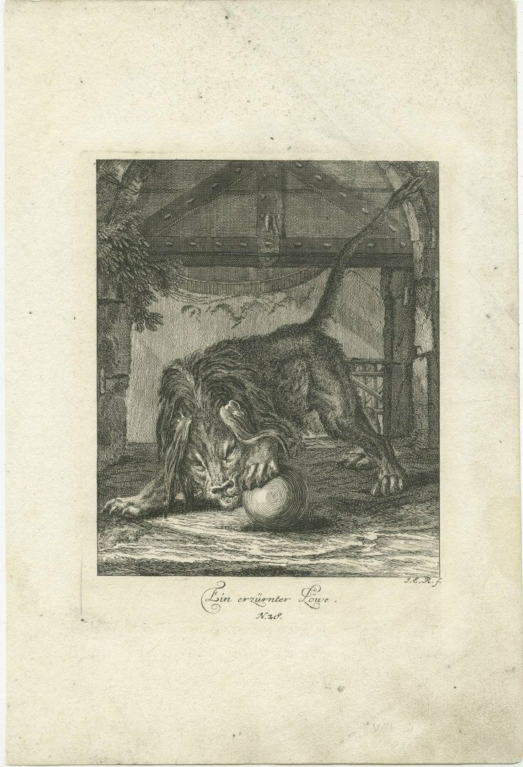 Original Antique Print Of An Angry Lion
