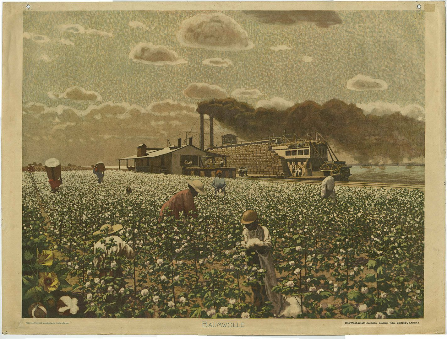 Large Antique Print Of A Cotton Field