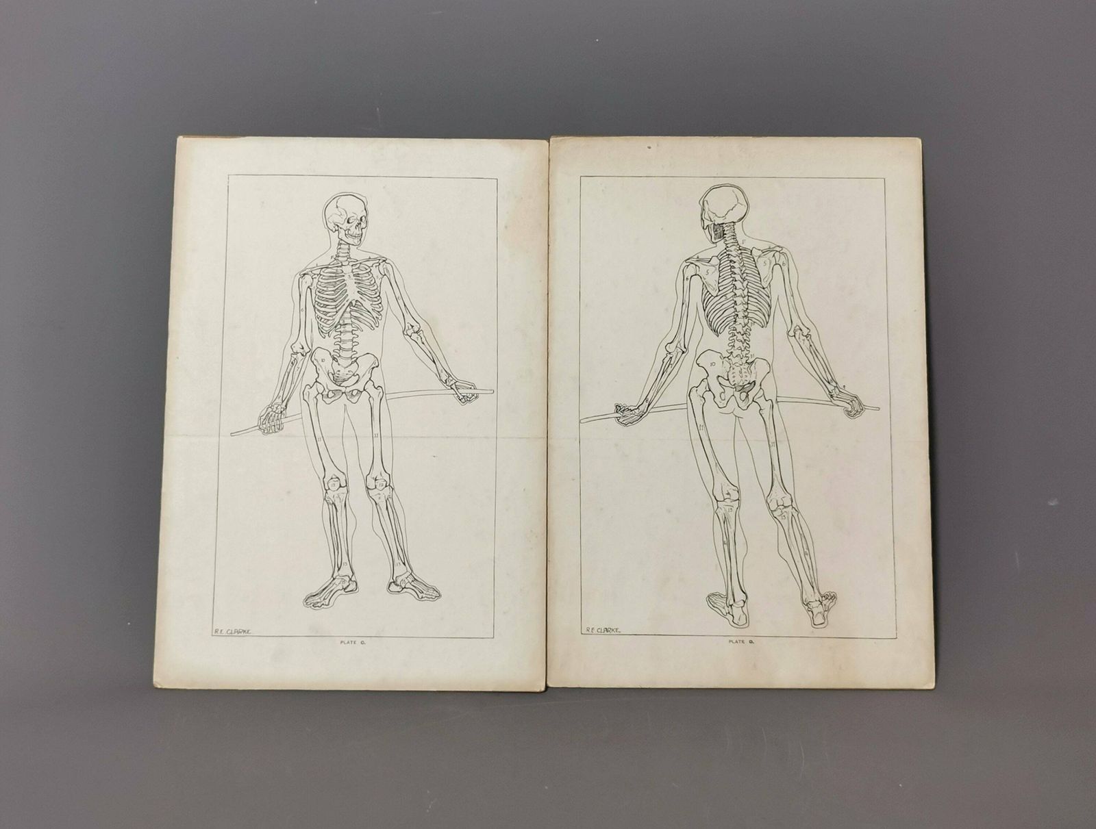 Vintage Anatomical Prints, Human Skeletal System, Skeleton