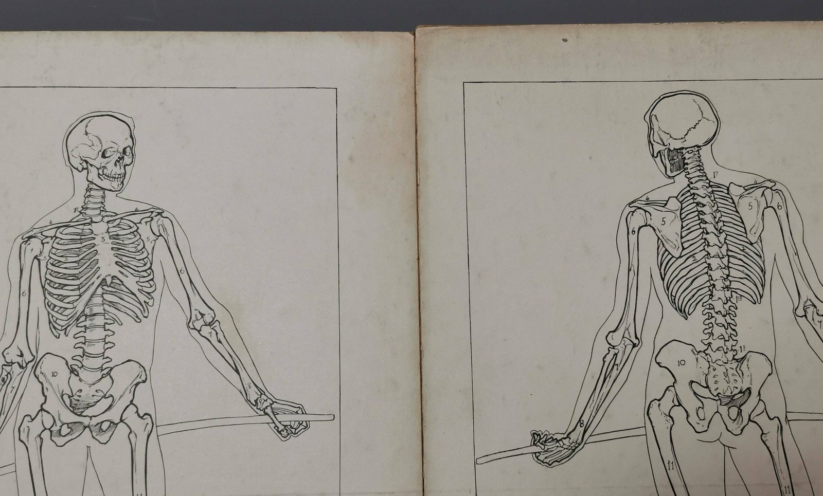 Vintage Anatomical Prints, Human Skeletal System, Skeleton photo vinterior