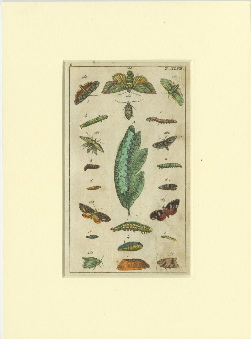 Set Of 6 Antique Butterfly Prints Also Showing Caterpillars And Pupae photo Art