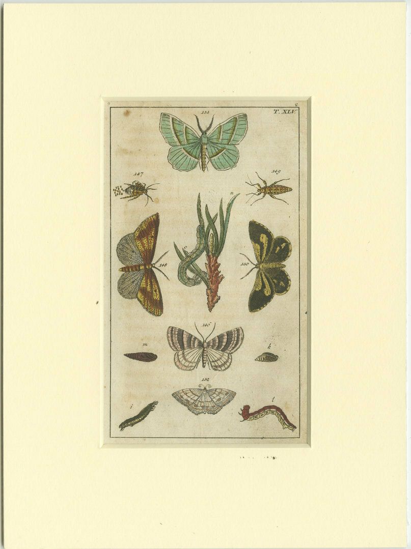 Set Of 6 Antique Butterfly Prints Also Showing Caterpillars And Pupae photo 473.0