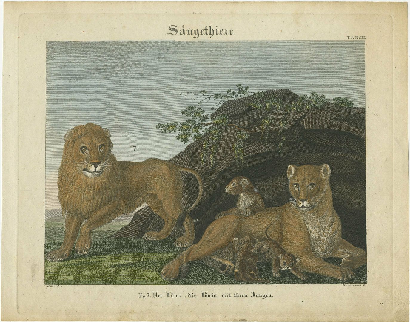 Antique Print Of A Lion, Lioness And Lion Cubs