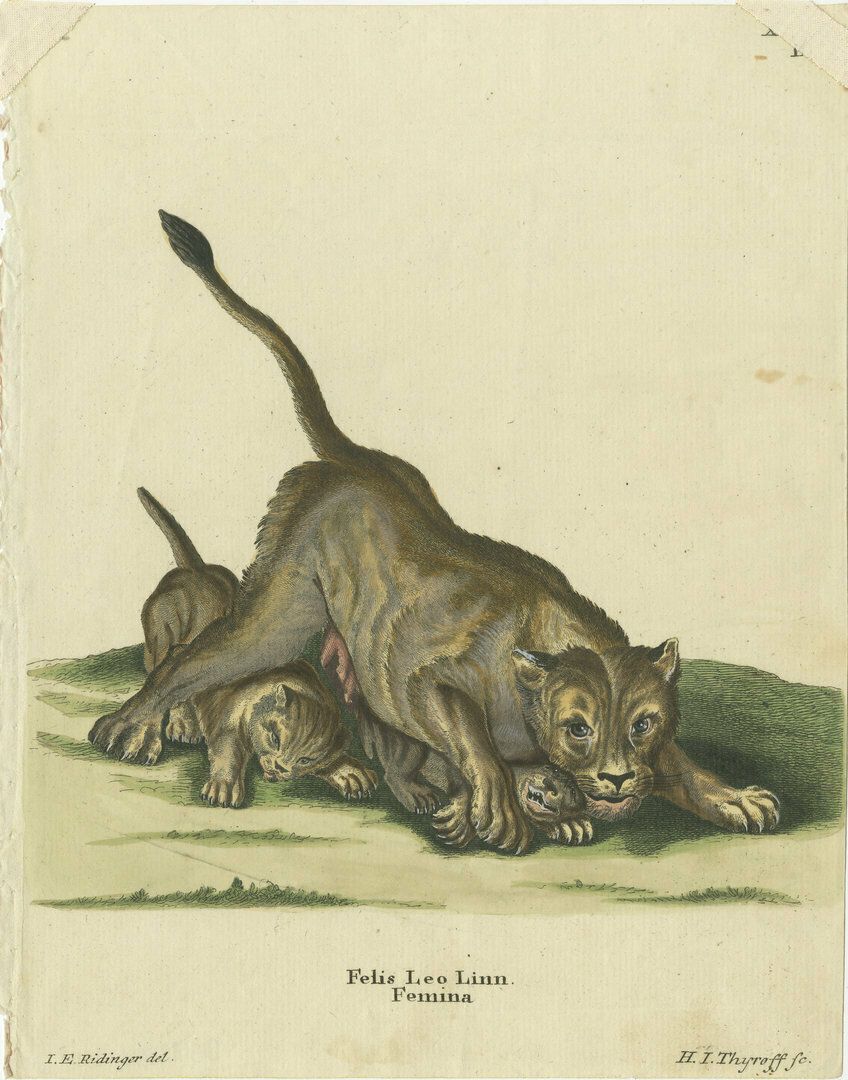 Original Antique Print Of A Lioness And Lion Cubs