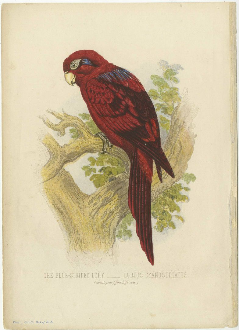 Antique Bird Print Of A Blue Streaked Lory