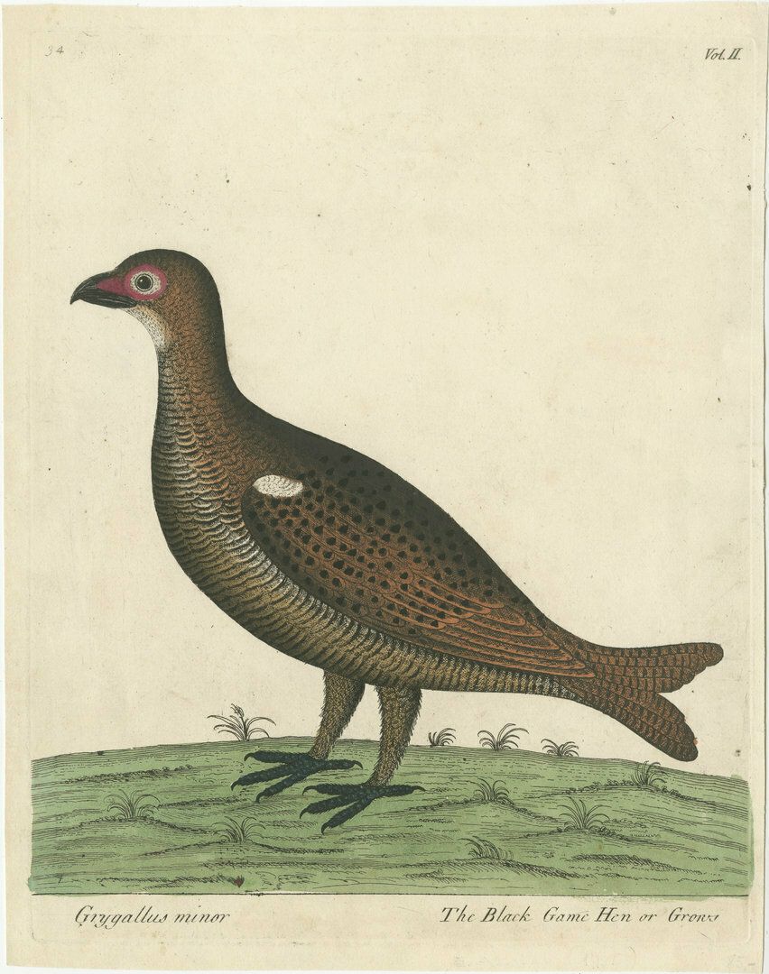 Hand Colored Antique Print Of A Black Game Hen Or Grouse