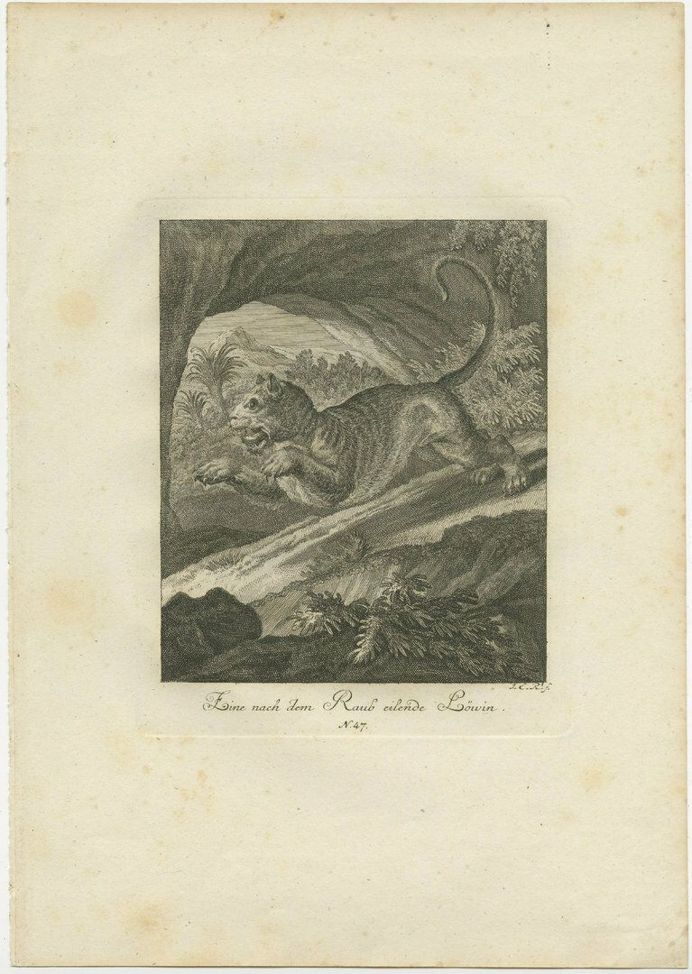 Set Of 2 Antique Prints Of A Lioness Hunting And Resting photo for sale