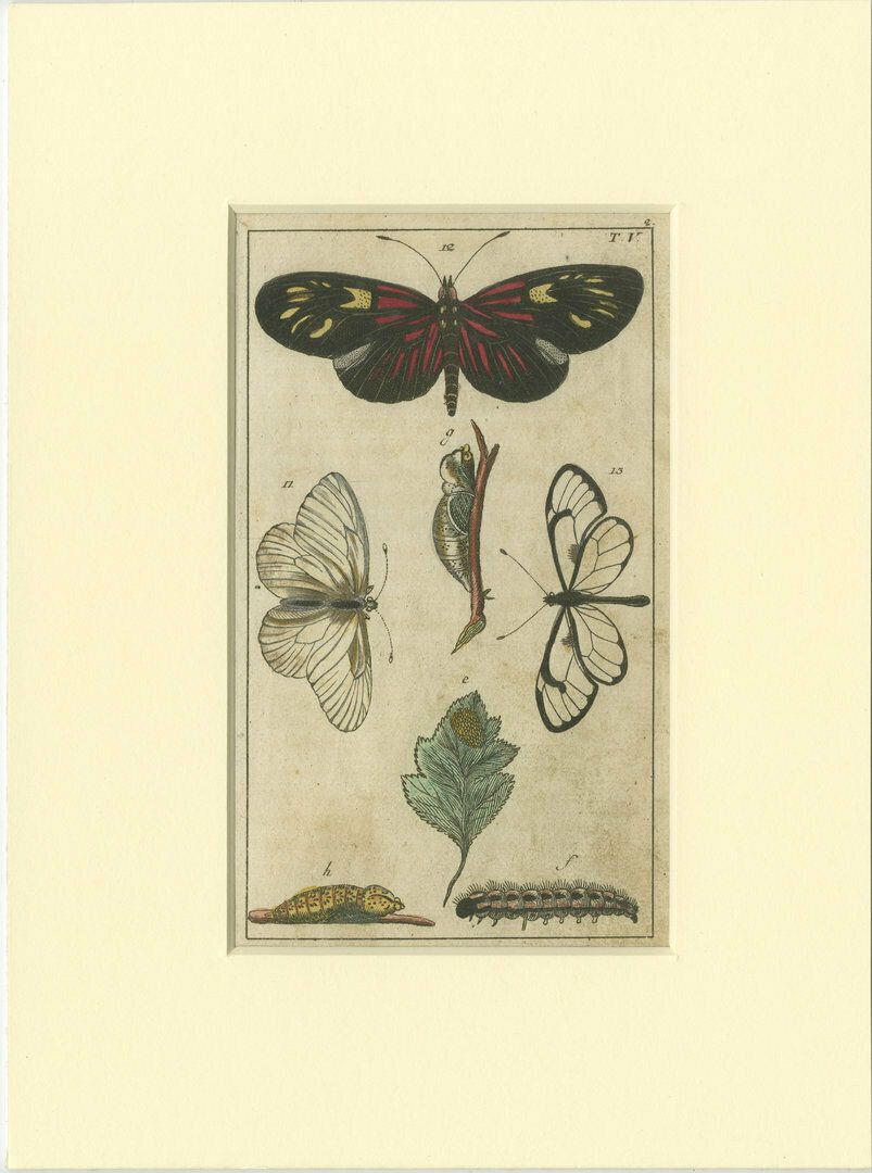 Set Of 4 Antique Butterfly Prints Also Showing Caterpillars And Pupae photo for sale