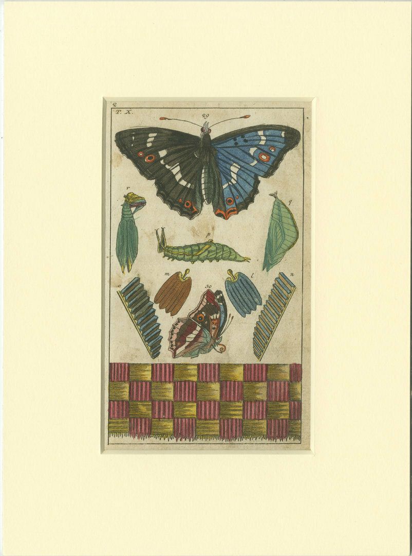 Set Of 4 Antique Butterfly Prints Also Showing Caterpillars And Pupae photo Art