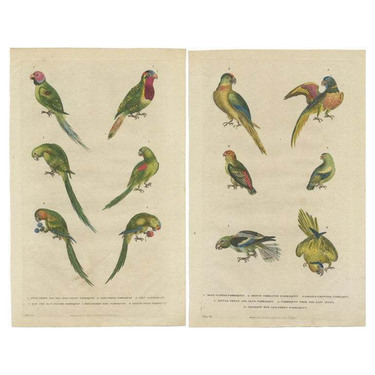 Set Of 2 Hand Colored Antique Bird Prints Of Parakeet Species