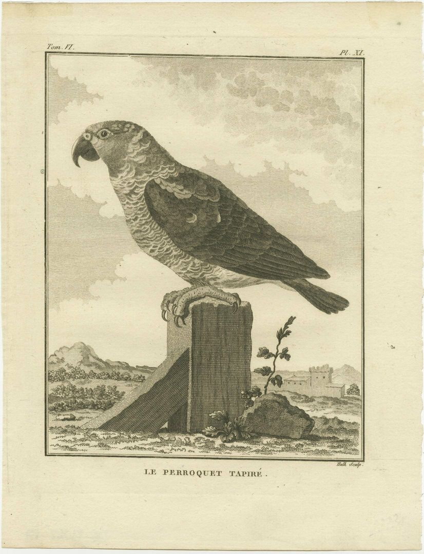 Antique Engraving Of A Parrot Species