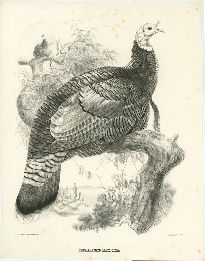 Antique Bird Print Of A Mexican Turkey